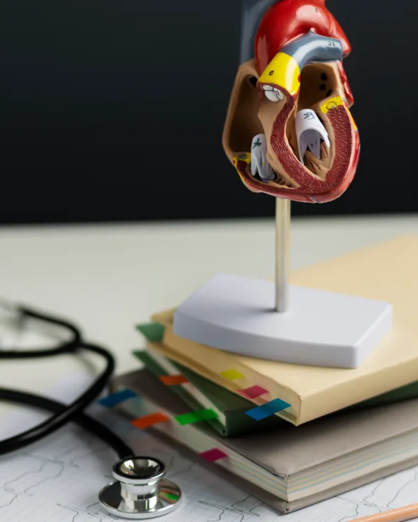 Modelo anatômico do coração com estetoscópio